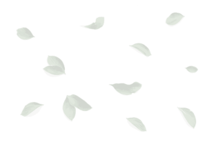 Tea Bg 1