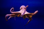 Octopus E1591110643368 4Etm1S