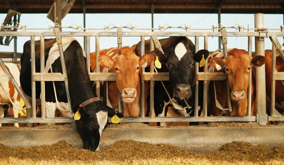 Cattle 34E4Ffe8F7 Cgsnfb