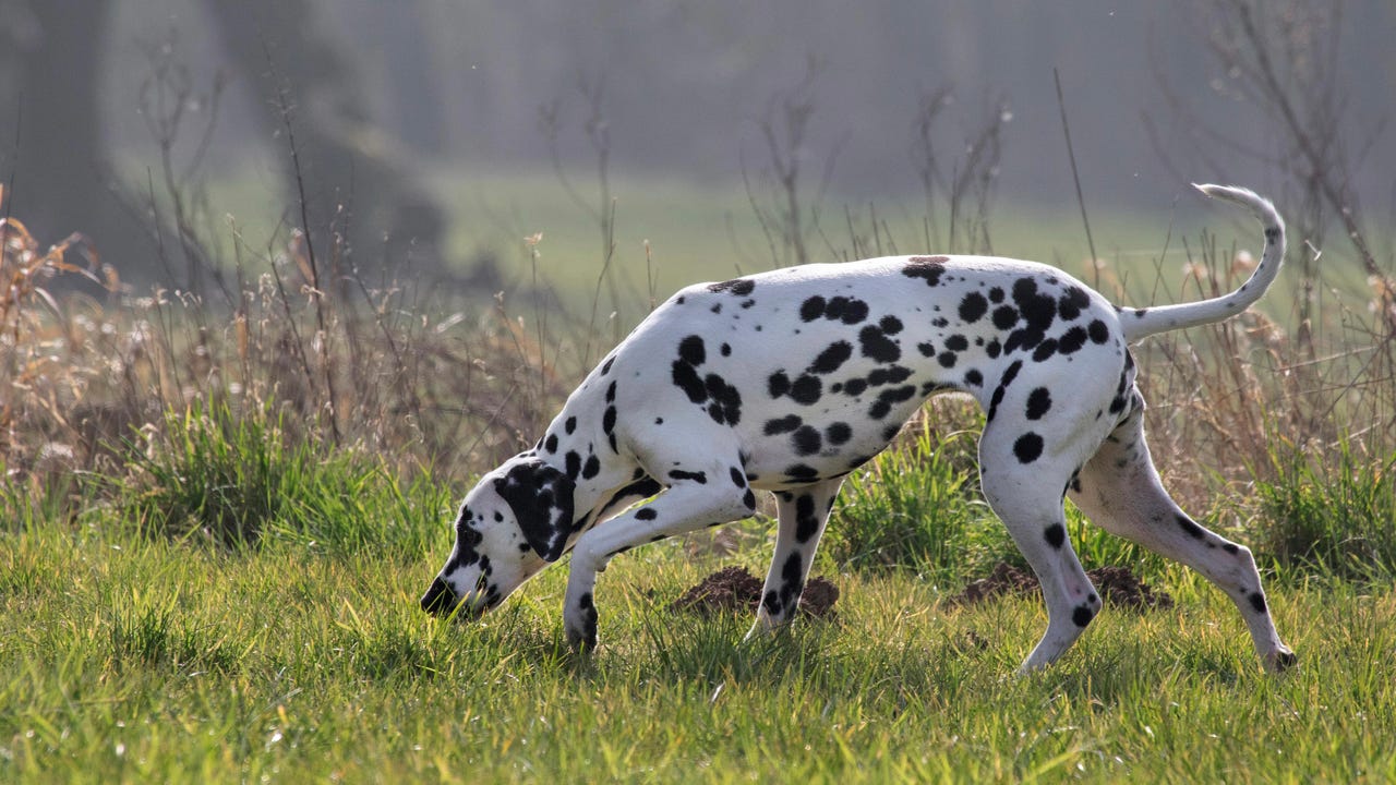 Dalmation1800 Arterra Picture Library Alamy U5Adn1