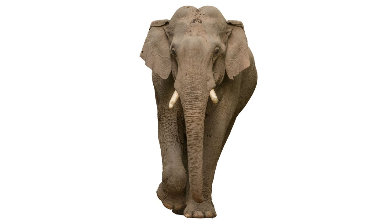 Elephant Gulf Mg Shutterstock 93Mzzz