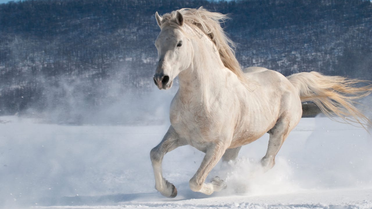 Horse Clopping Catnap Alamy Akf4Q3