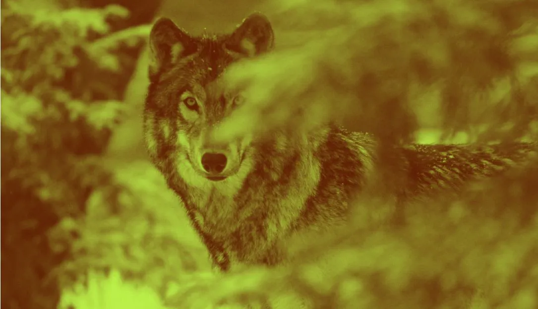 Wolf 1 49Bfdb0963 Hl0Rmd
