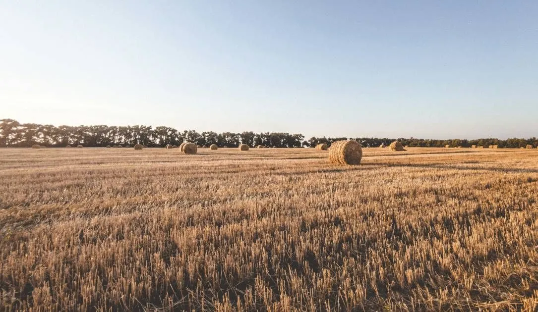 Ukraine Grain 2458B7D8Aa
