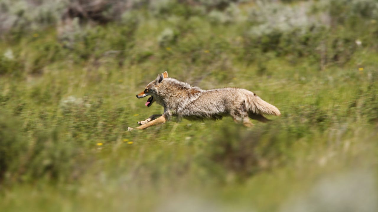 Coyote Ron Niebrugge Alamy 6Eo2Yo