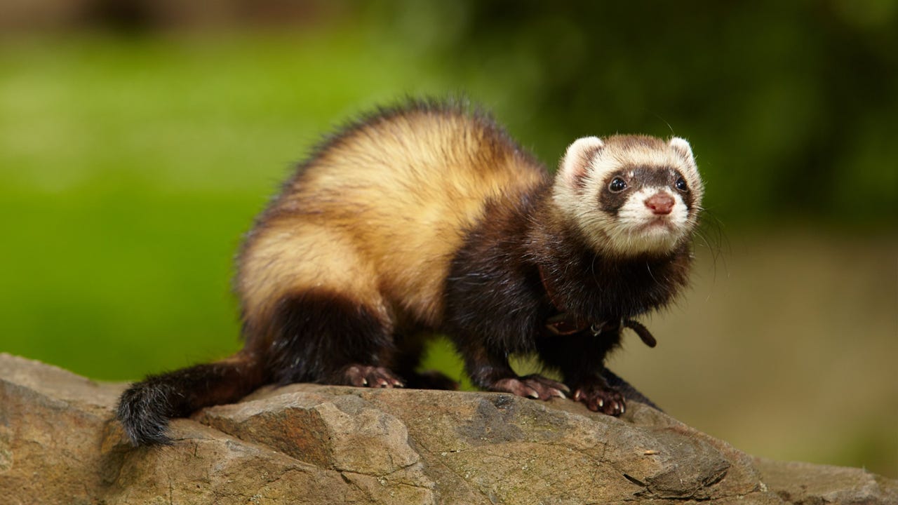 Ferret Couperfield Shutterstock Pqm9Iu