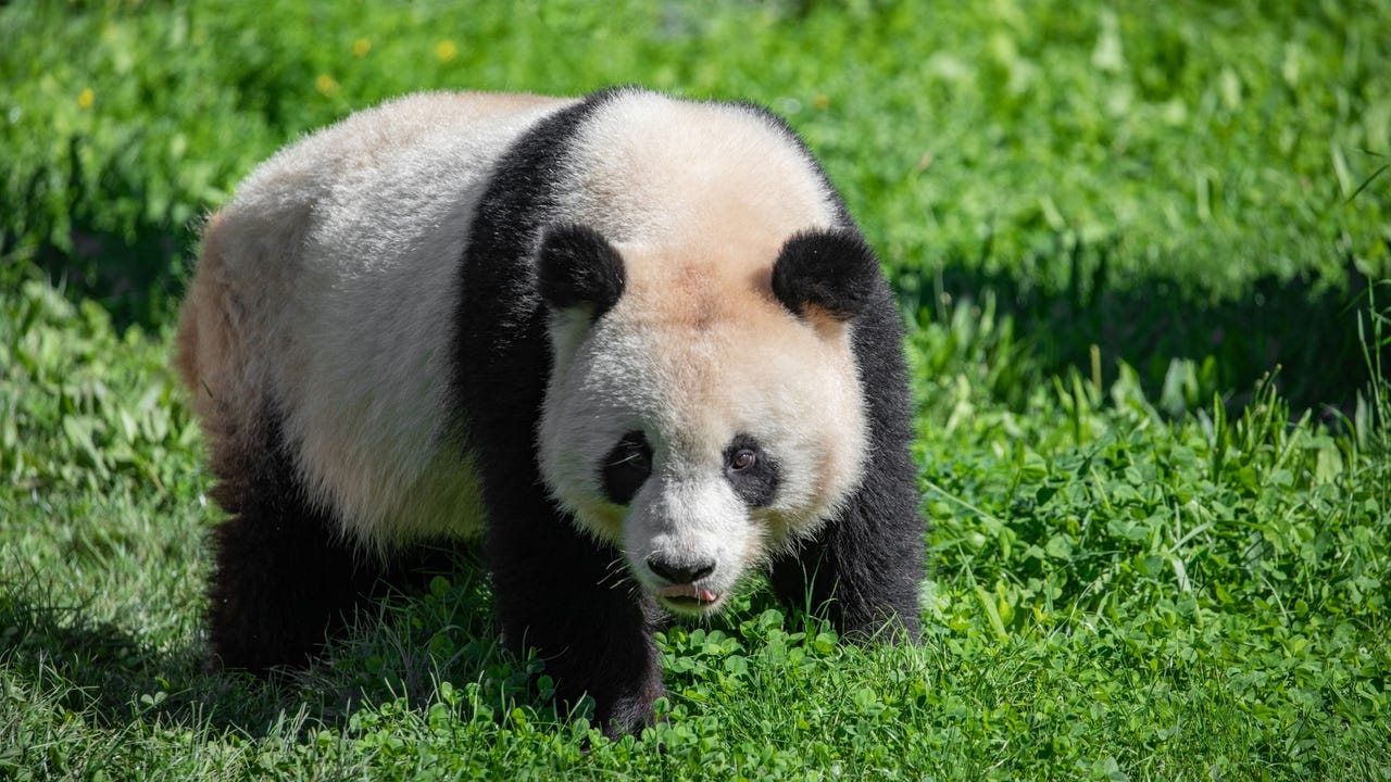 Panda Elen Marlen Shutterstock Pkka9Z