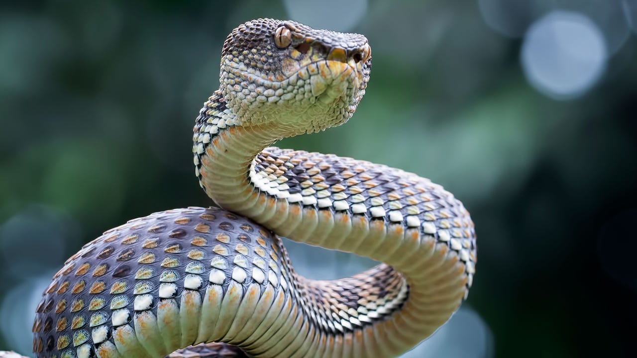 Viper Kurit Afshen Shutterstock Wfpb9E