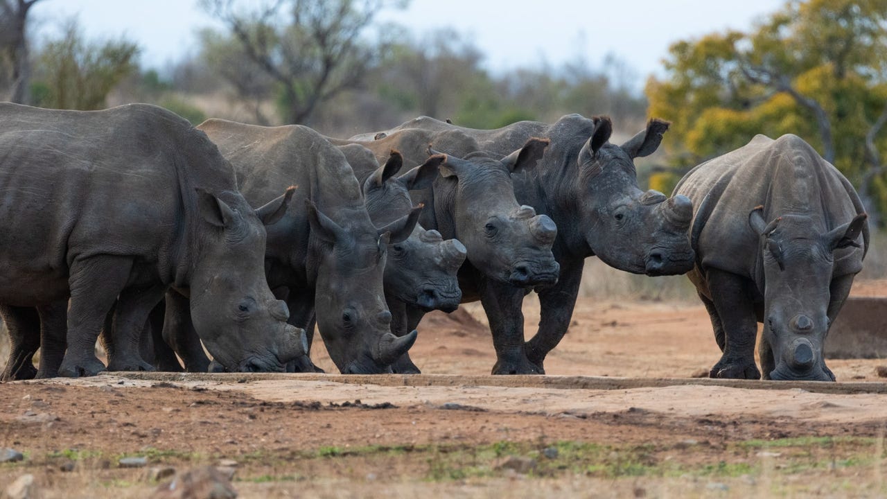 White Rhinos In Africa Jurgens Potgieter Shutterstock Kgfm78