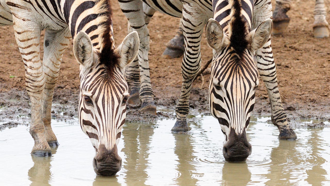 Zebra Hemis Alamy Vcdszk