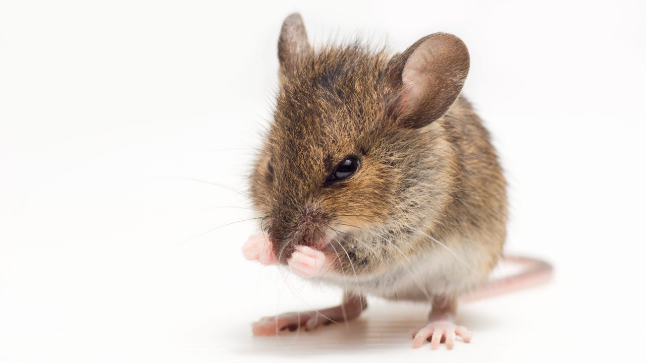 Mouse David Bleeker Photography Alamy Gkjzaz