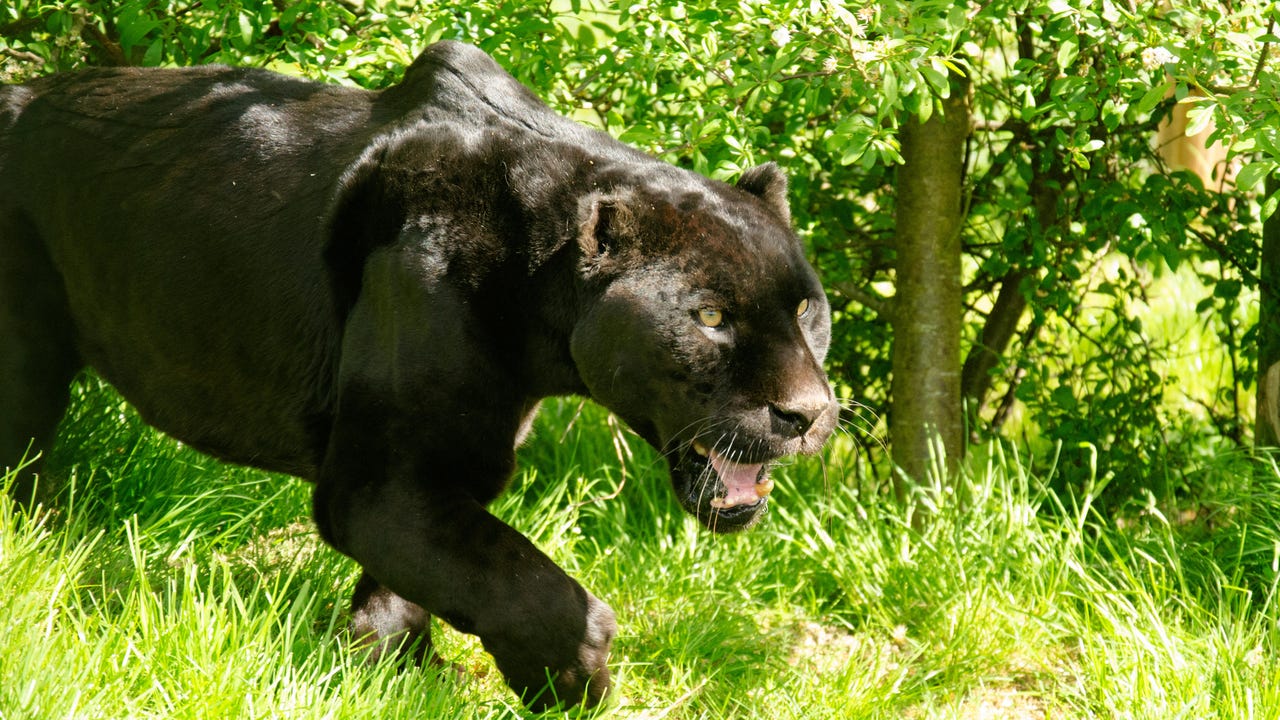 Panther Harvey Wood Alamy Ikwbrx