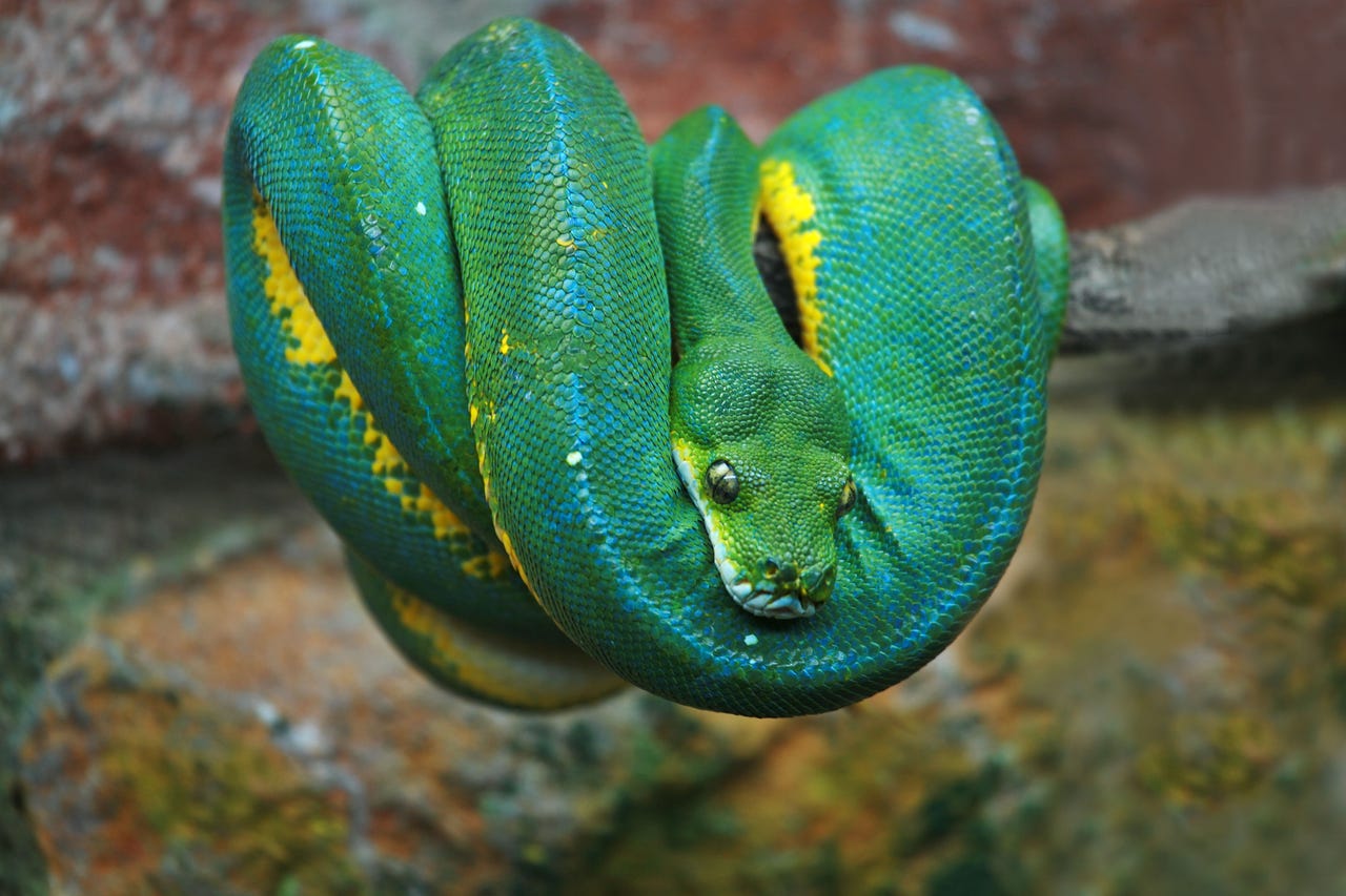 Python Steve Taylor Arps Alamy Tmwgou