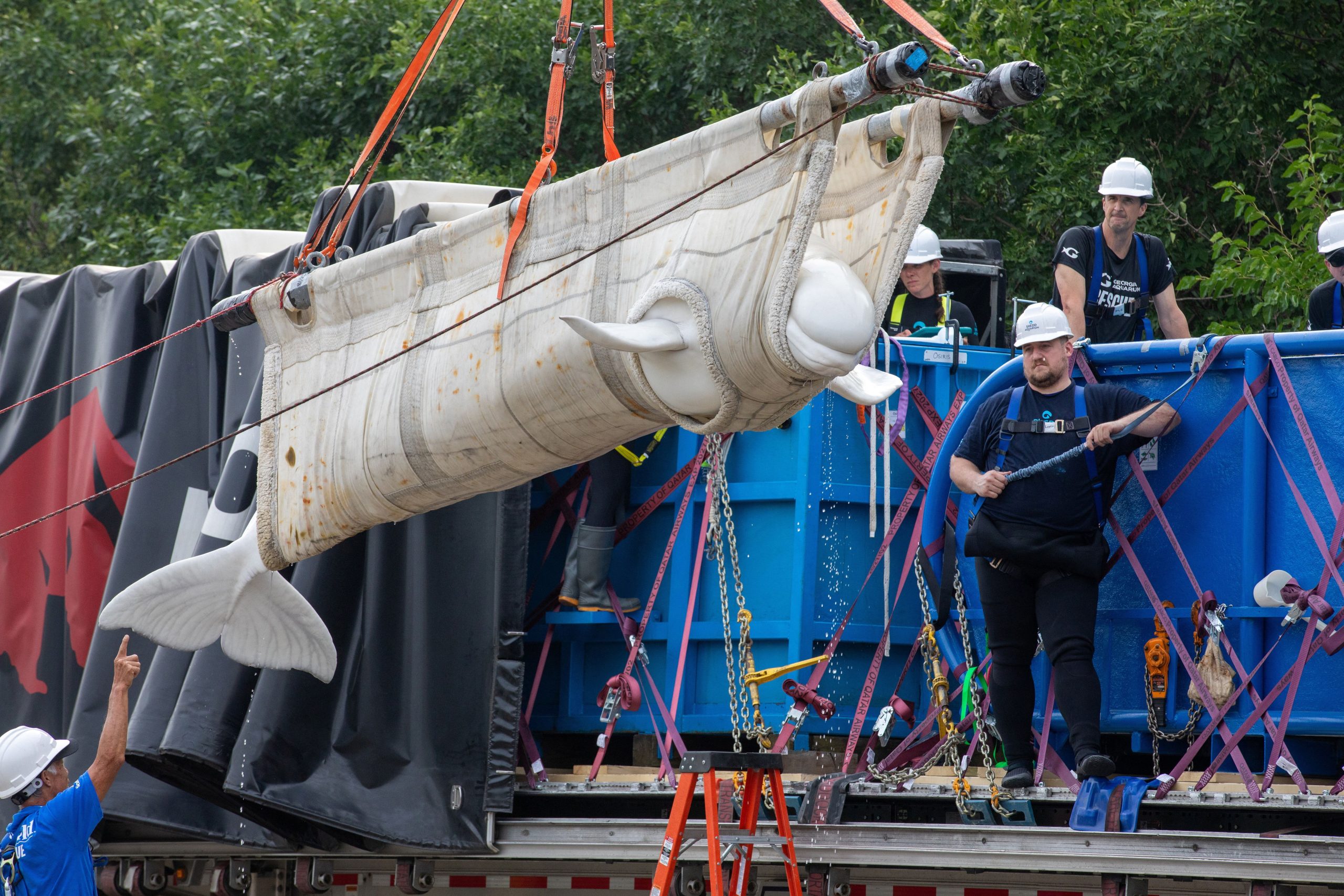 Inside The Wild Rescue Mission That Took 4 Beluga Whales To Chicago