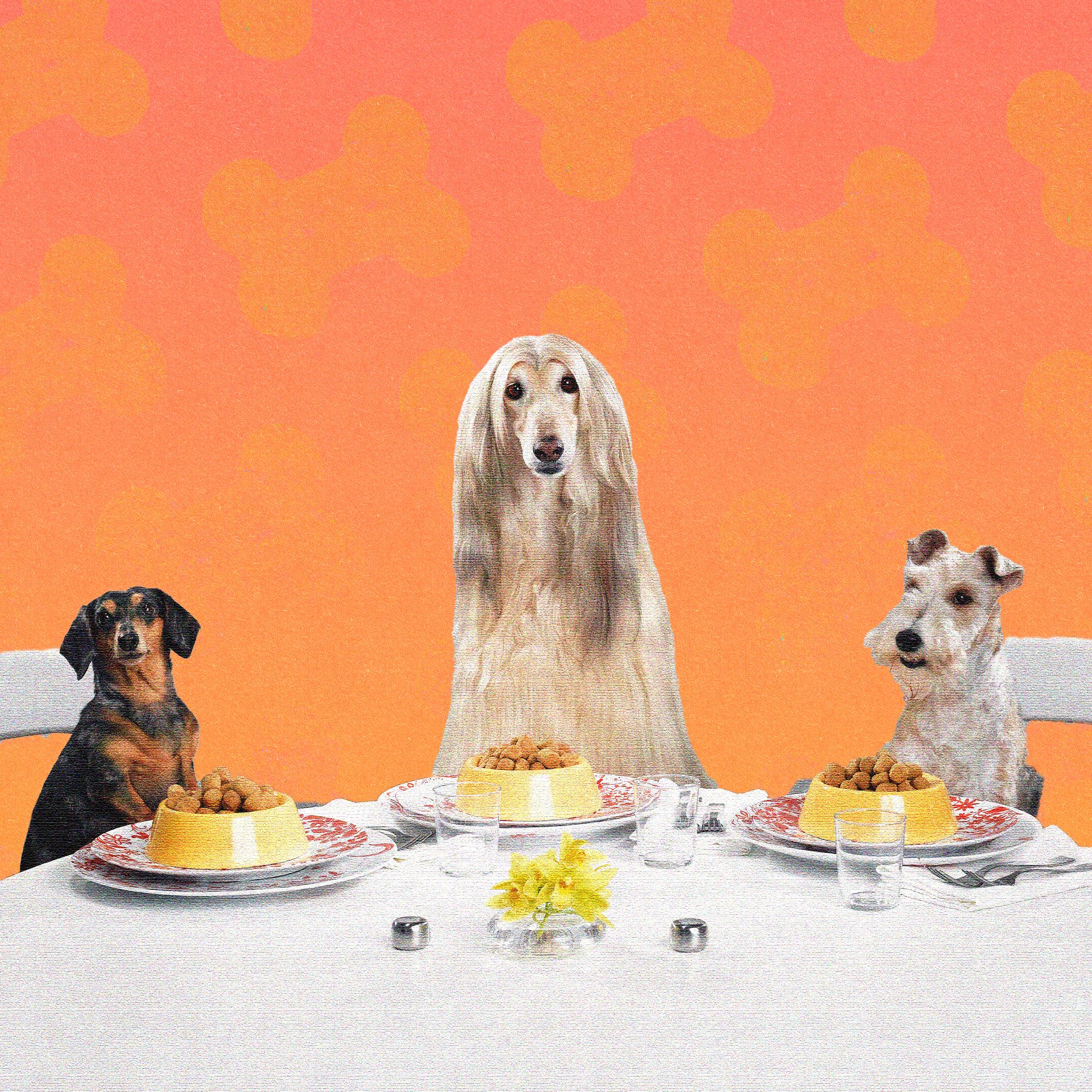 We Make Lovely Home-Cooked Meals For Ourselves. Why Not Do The Same For Our Dogs?