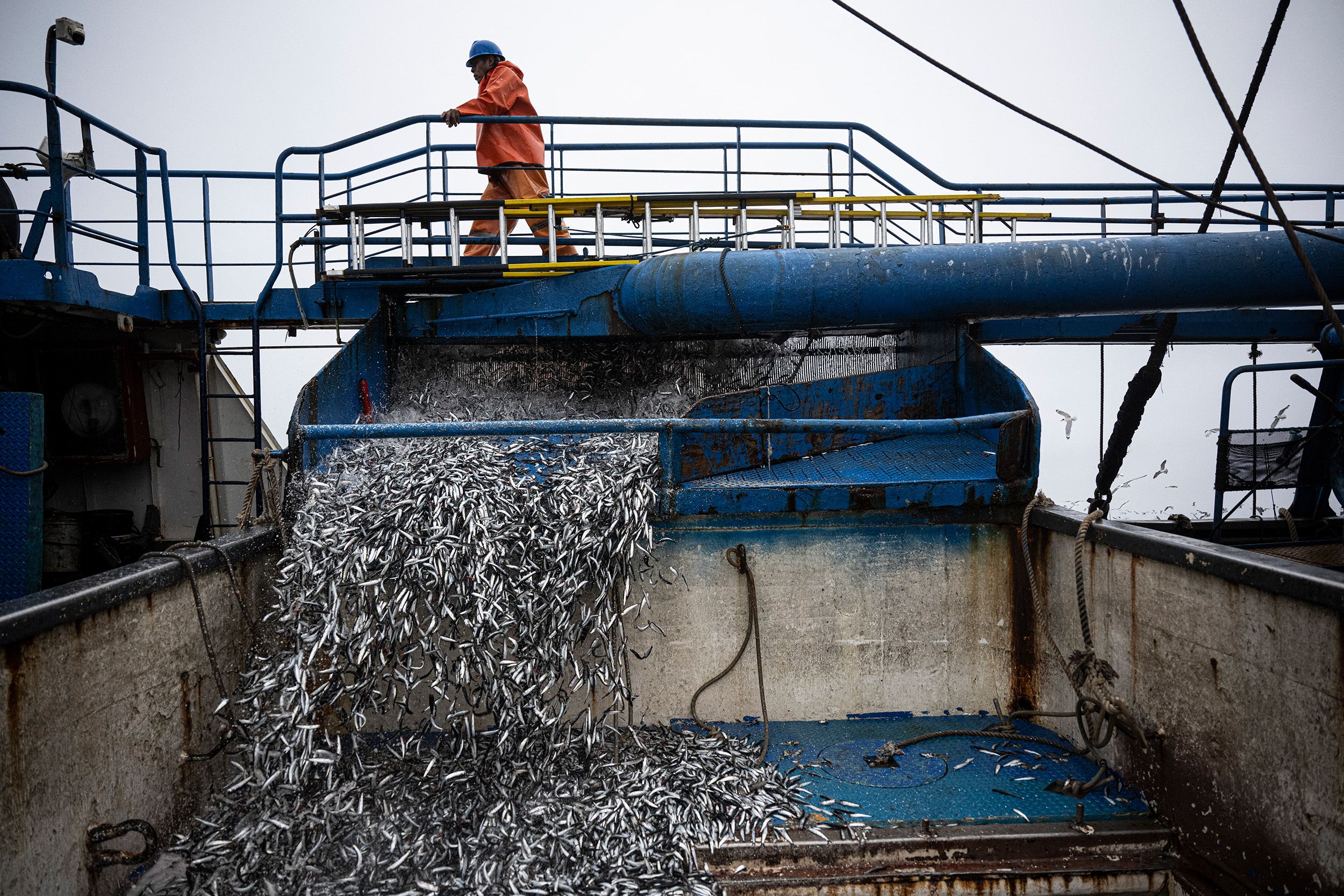 El Niño Is Already Wreaking Havoc On Pacific Fisheries