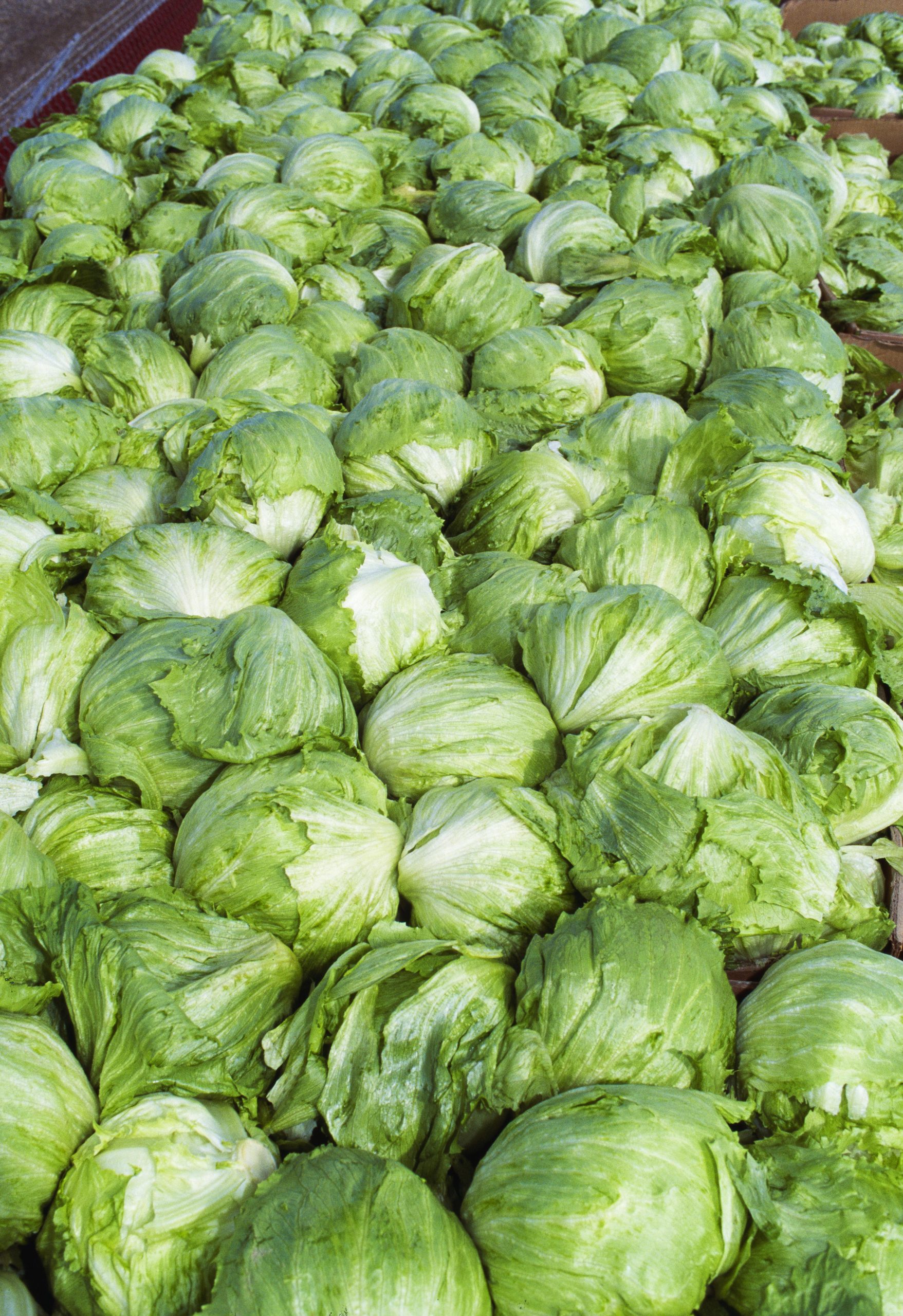 Taylor Farms Pulls Iceberg Lettuce From The Us Market After Cyclosporiasis Outbreak